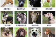 宠物犬怎么选（宠物犬怎么选品种）