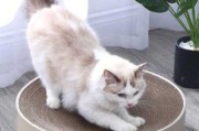 宠物猫磨爪子吗（猫猫磨爪子是什么意思）