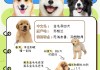 金毛犬怎么喂养,4个方面要注意（金毛狗狗怎么喂养）