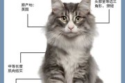 挪威森林猫怎么样（挪威森林猫多少钱一只）