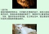 猫容易驯服吗（猫是不是很难驯服）