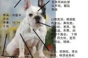 法国水犬体型特征介绍（法国犬种大全图片简介）