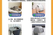 猫咪如何训练用猫砂（如何训练猫咪使用猫砂）