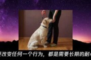 狗狗多动症（狗狗多动症治疗方法）