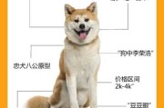 秋田犬有什么特长（秋田犬特点性格）