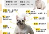 法国斗牛犬是什么品种（法国斗牛犬是什么品种的狗）