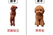 泰迪幼犬断奶后怎么养活（泰迪刚断奶幼犬怎么喂）