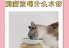 夏季给猫咪补水的重要性是（给猫喂水用什么好）