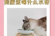 夏季给猫咪补水的重要性是（给猫喂水用什么好）