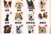 柴犬智商排名（柴犬智商排名第几）