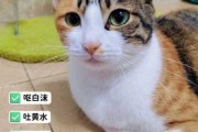 猫吃东西后吐了怎么回事（猫吃东西后吐了怎么回事吃什么药）