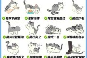 猫咪的小动作（小猫的一些动作是什么意思）