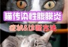 猫传染性腹膜炎是什么意思（猫传染性腹膜炎自愈办法）