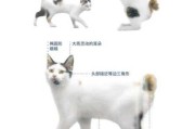 日本短尾猫好养吗知乎（日本短尾猫为什么难买到）