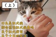 被猫咪咬会不会得狂犬病（被猫咬了会不会得狂犬）