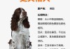 史宾格幼崽价格（史宾格犬小型犬）