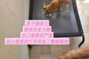 怎么能让猫不挠家具（如何让猫不挠床）