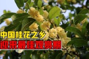 中国四大桂花之乡：探寻中国四大桂花之乡