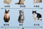 猫的智商有多高第一名（猫的智商相当于几岁小孩）