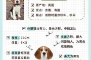 比格犬好养吗?比格犬的喂食要点（比格犬真的很难养吗）