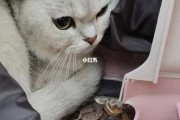 猫咪胆小怎么训练,可爱（猫咪胆子小怎么训练）