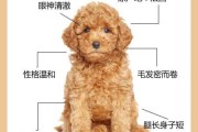 泰迪犬怎么取名字（泰迪犬取名字大全男）