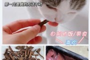 猫咪能否吃猪肝（猫咪能否吃猪肝粉）