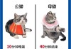 猫咪一定要绝育吗知乎（猫咪一定要绝育吗知乎文章）