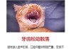 猫咪变老的症状（猫咪老了会有什么明显特征）