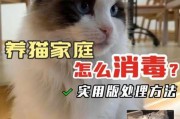 养猫怎么定期给家消毒（女子养猫眼睛长满螨虫）