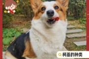 新手如何养柯基狗（如何养好柯基幼犬）