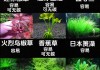 水草缸常用水草介绍（水草缸种类）