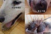 狗狗犬瘟热症状表现（狗狗犬瘟热的症状）