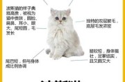 波斯猫养殖注意事项（养波斯猫的注意事项）