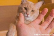 猫咪不让梳毛还咬人（猫不给梳毛一梳就咬人）