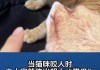 为什么猫咪突然抓主人（猫咪为什么突然抓我）