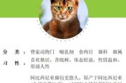 阿比西尼亚猫的特征和外形特征（阿比西尼亚猫优点）