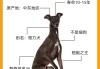 灵缇犬优点（灵缇犬简介）