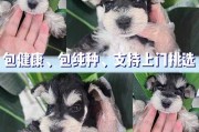 雪纳瑞幼犬如何挑选（雪纳瑞幼犬如何挑选纯种）