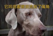 小狗眼泪汪汪怎么回事（小狗眼泪特别多的原因是什么?）