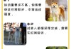 秋田犬什么时候开始训练（秋田犬什么时候开始换毛）