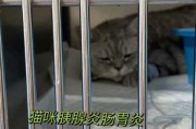 猫得急性胰腺炎能治好吗（猫得急性胰腺炎能治好吗多少钱）