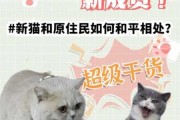 怎样让原住猫咪接纳新成员（如何让猫咪接受新伙伴）