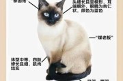 暹罗猫的性格介绍及九大性格特征（暹罗猫咪性格怎么样）