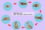 猫的一生经历（猫的一生经历的生长阶段）