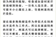 揭秘柯基犬为什么要断尾（柯 基为什么要断尾）