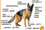 德国牧羊犬训练视频介绍一下（德国牧羊犬训练视频介绍一下大全）