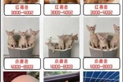 阿比西尼亚猫大概多少钱一只（阿比西尼亚猫大概多少钱一只幼崽）