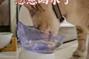 宠物猫咪不喜欢喝水不吃猫粮（宠物猫不喜欢喝水怎么办）