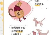 狗狗怀孕后需要注意的问题（狗狗怀孕后注意事项）